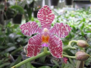 Phalaenopsis Memoria Henry Wallbrunn