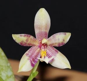 Phalaenopsis Datu Chan San-chang