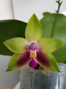 Phalaenopsis KS Happy Eagle