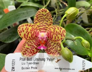 Phalaenopsis Budi Linuhung