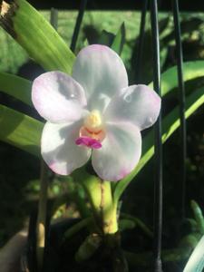 Vandachostylis Viboon Velvet