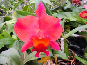 Rhyncholaeliocattleya Memoria Frank Fordyce