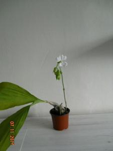 Calanthe sedenii