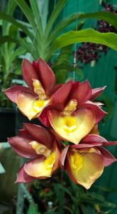 Catasetum Orchidglade