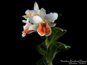 Dendrobium Roongkamol Vejvarut