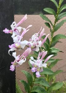 Dendrobium Alethea Michele Chew