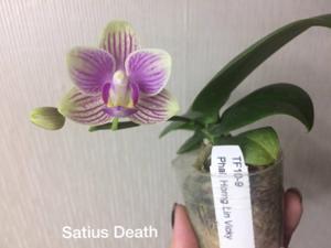 Phalaenopsis Hornglin Vicky