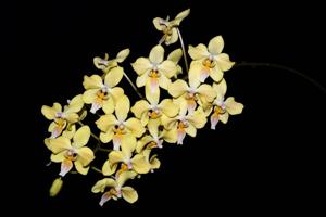 Phalaenopsis Little Dragon
