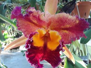 Rhyncholaeliocattleya Hawaiian Super Flare