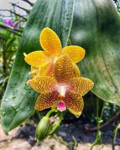 Phalaenopsis David Lim