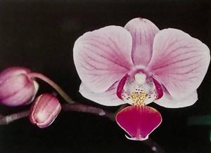 Phalaenopsis Seletar Little Angel