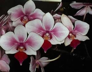 Phalaenopsis Seletar Gem