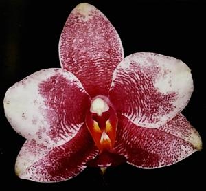 Phalaenopsis Betty Leong