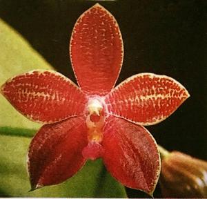 Phalaenopsis Ame Lim