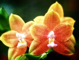 Phalaenopsis Amber Delite