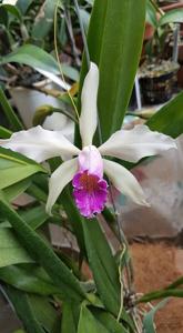 Cattleya cypheri