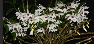 Dendrobium Cassiope