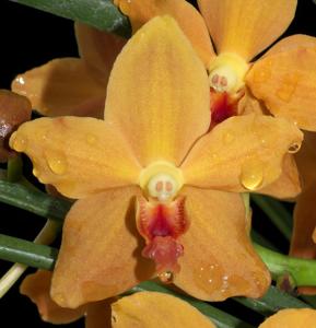 Paravanda Golden Delight