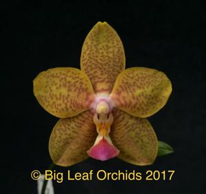 Phalaenopsis Pylo's Butterfly