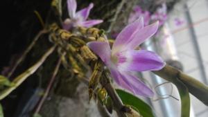 Dendrobium Kiat Tan