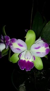 Rhyncholaeliocattleya Yen Corona