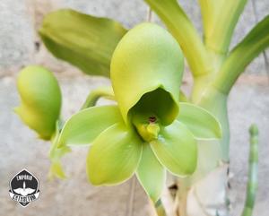 Catasetum John C. Burchett