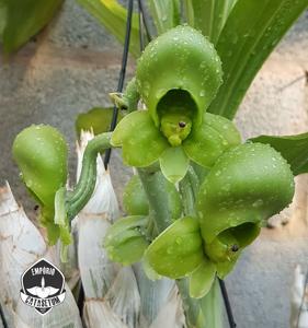 Catasetum Orchidglade