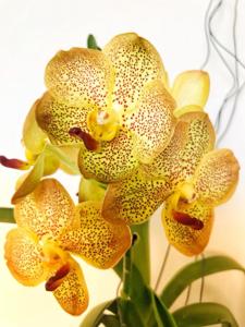 Vanda Suksamran Gold