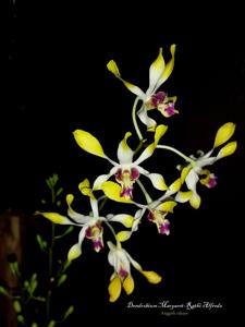 Dendrobium Margaret-Rathi Alfreds