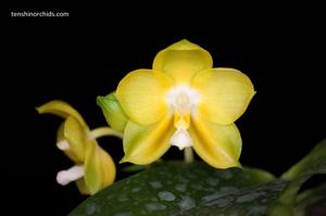 Phalaenopsis Joy Spring Canary