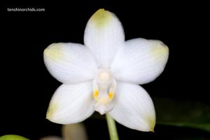 Phalaenopsis Yaphon Inin