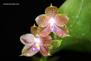 Phalaenopsis Yaphon Javaking