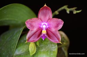 Phalaenopsis Yaphon Rich Woman