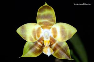 Phalaenopsis Yaphon Goodnice