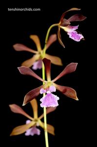 Encyclia Dancing Bees