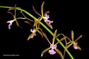 Encyclia Dancing Bees