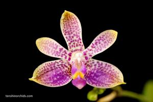 Phalaenopsis Alfinia