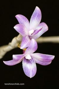 Dendrobium Mingle's Sapphire