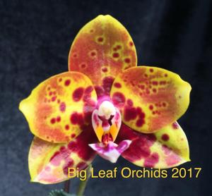 Phalaenopsis Mituo Diamond