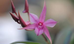 Dendrobium Peewee