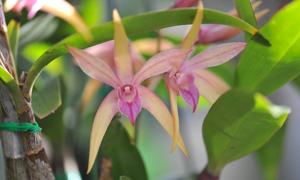 Dendrobium Brinawa Sunset