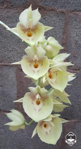 Catasetum Penang