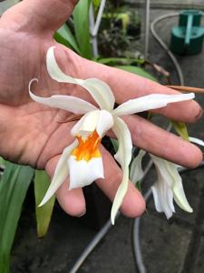 Coelogyne Fredensborg