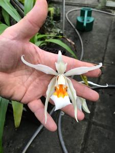 Coelogyne Fredensborg