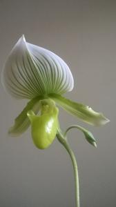 Paphiopedilum Maudiae