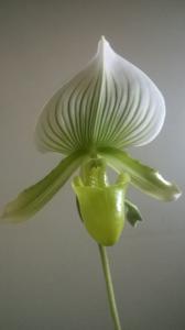 Paphiopedilum Maudiae