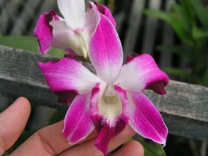 Dendrobium Ekapol