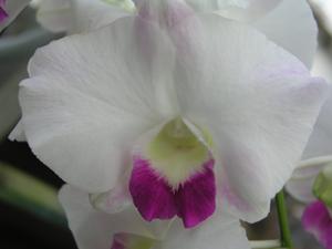 Dendrobium Burana Pearl