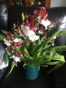 Oncidopsis Bartley Schwarz (Beall)