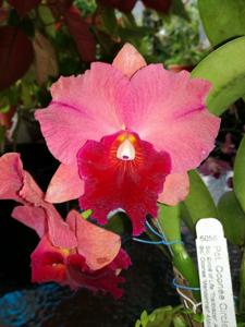 Rhyncholaeliocattleya Oconee Circle